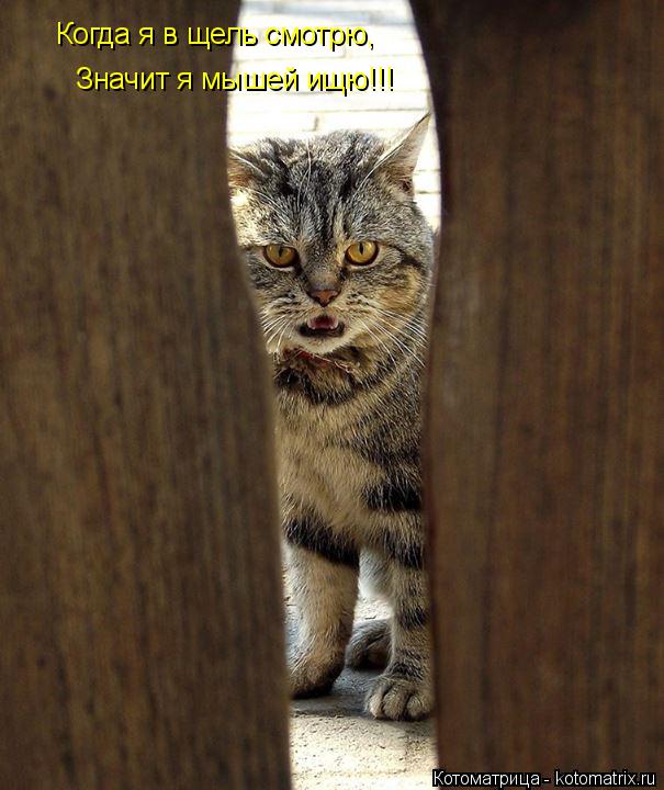 Котоматрица: Когда я в щель смотрю, Значит я мышей ищю!!!