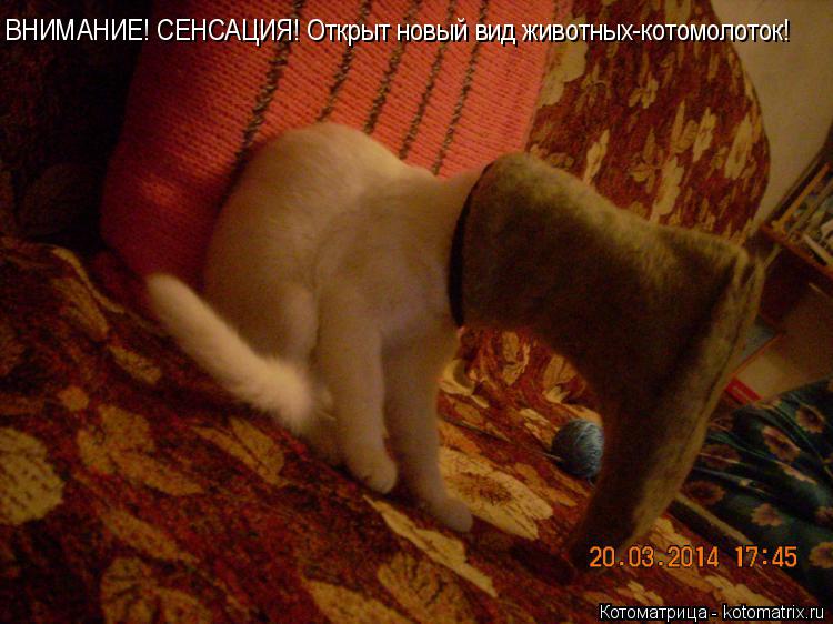ВНИМАНИЕ! СЕНСАЦИЯ! Открыт новый вид животных-котомолоток!... Котоматрица: ВНИМАНИЕ! СЕНСАЦИЯ! Открыт новый вид животных-котомолоток!