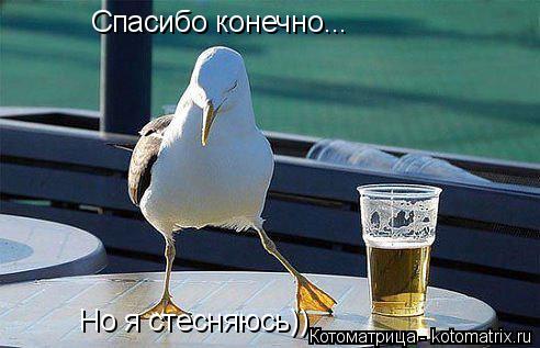 Котоматрица: Спасибо конечно... Но я стесняюсь))