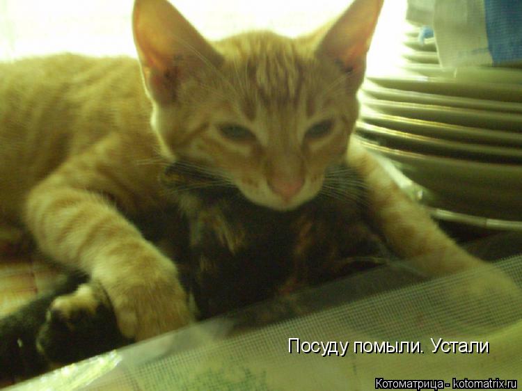 Котоматрица: Посуду помыли. Устали