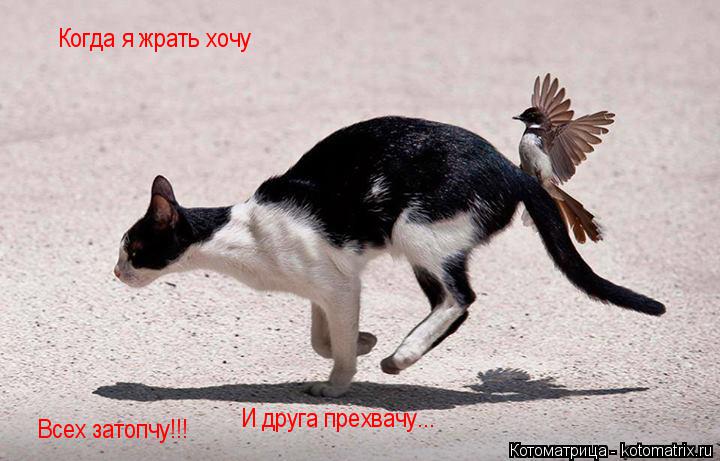 Котоматрица: Когда я жрать хочу Всех затопчу!!! И друга прехвачу...