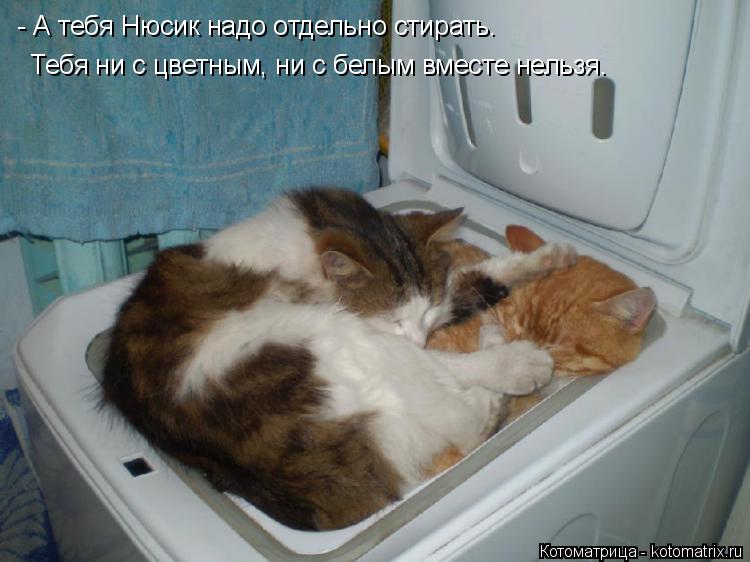 Котоматрица: - А тебя Нюсик надо отдельно стирать. Тебя ни с цветным, ни с белым вместе нельзя.