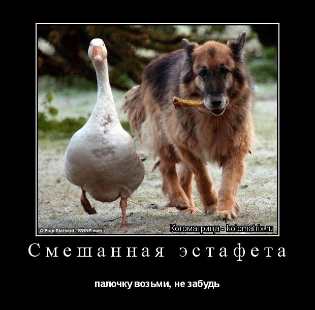 Котоматрица: Смешанная эстафета палочку возьми, не забудь