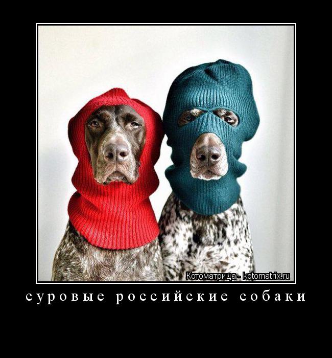 суровые российские собаки ... Котоматрица: суровые российские собаки