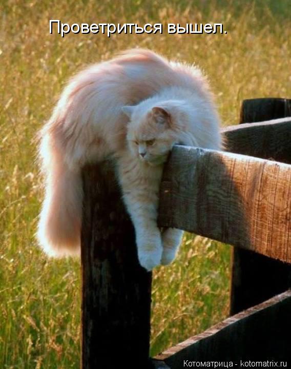 Котоматрица: Проветриться вышел.