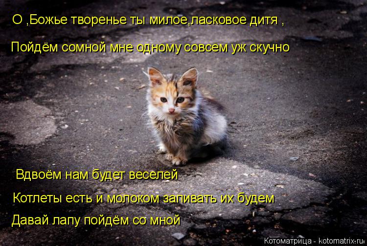 Котоматрица: О ,Божье творенье ты милое,ласковое дитя , Пойдём сомной мне одному совсем уж скучно Вдвоём нам будет веселей Котлеты есть и молоком запиват