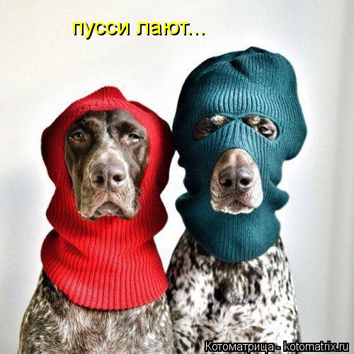 пусси лают...... Котоматрица: пусси лают...