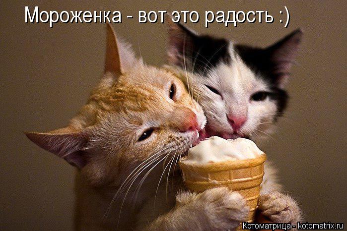 Котоматрица: Мороженка - вот это радость :)