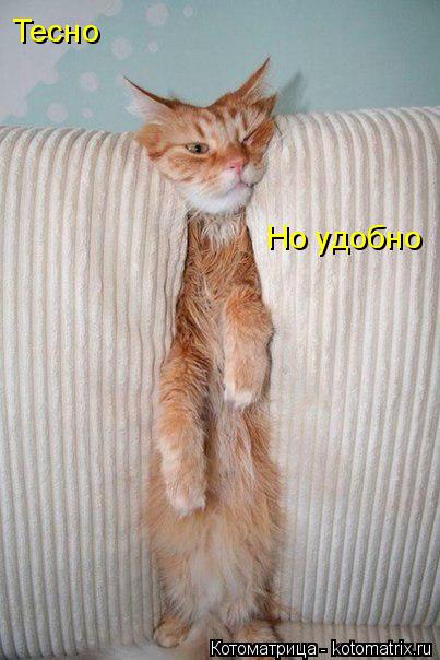 Котоматрица: Тесно  Но удобно