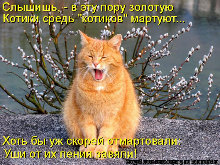 Котоматрица: Слышишь, - в эту пору золотую  Котики средь "котиков" мартуют... Хоть бы уж скорей отмартовали: Уши от их пения завяли!