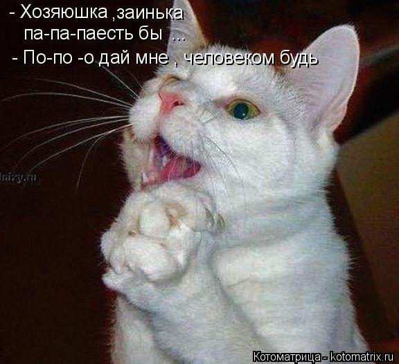 - Хозяюшка ,заинька па-па-паесть бы ... - По-по -о дай мне , человеком будь... Котоматрица: - Хозяюшка ,заинька па-па-паесть бы ... - По-по -о дай мне , человеком будь