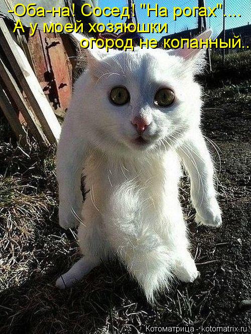 -Оба-на! Сосед! "На рогах".... А у моей хозяюшки огород не копанный...... Котоматрица: -Оба-на! Сосед! "На рогах".... А у моей хозяюшки огород не копанный...