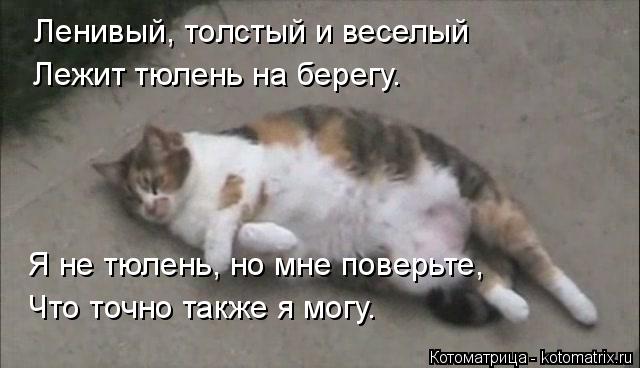 Ленивый, толстый и веселый Лежит тюлень на берегу. Я не тюлень, но мне поверьте, Что точно также я м... Котоматрица: Ленивый, толстый и веселый Лежит тюлень на берегу. Я не тюлень, но мне поверьте, Что точно также я могу.
