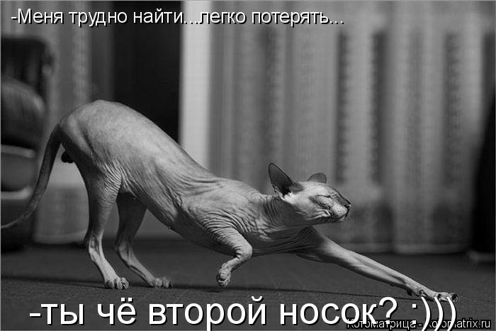 Котоматрица: -Меня трудно найти...легко потерять...  -ты чё второй носок? :)))