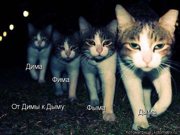 От Димы к Дыму: Дима Фима Фыма Дыма... Котоматрица: От Димы к Дыму: Дима Фима Фыма Дыма
