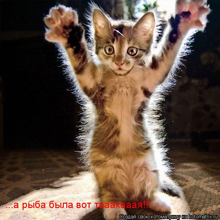 Котоматрица: ...а рыба была вот тааакааая!!!