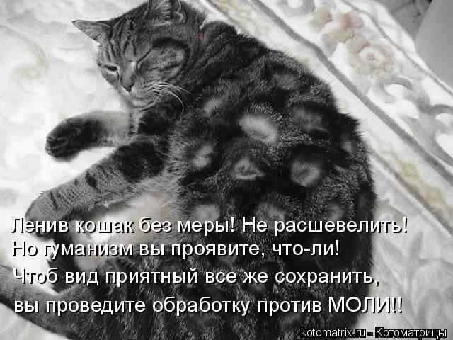Котоматрица: Ленив кошак без меры! Не расшевелить! Но гуманизм вы проявите, что-ли! Чтоб вид приятный все же сохранить, вы проведите обработку против МОЛИ