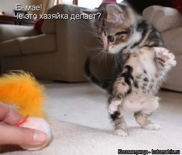 Е- мае! Че это хазяйка делает?... Котоматрица: Е- мае! Че это хазяйка делает?