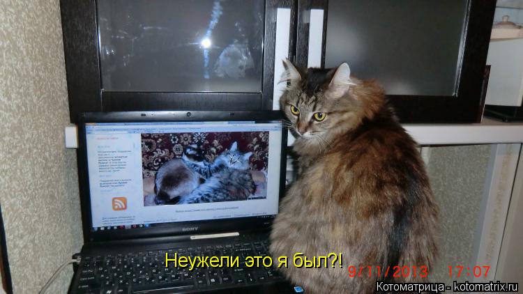 Неужели это я был?!... Котоматрица: Неужели это я был?!