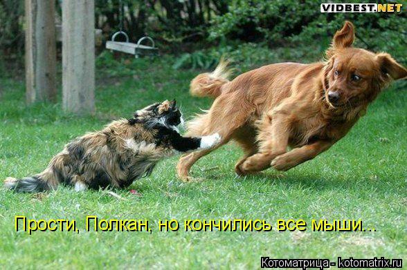 Прости, Полкан, но кончились все мыши...... Котоматрица: Прости, Полкан, но кончились все мыши...