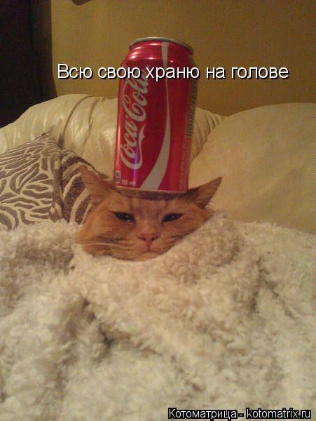 Всю свою храню на голове... Котоматрица: Всю свою храню на голове