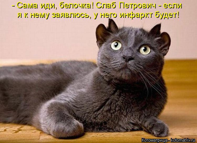 - Сама иди, белочка! Слаб Петрович - если я к нему заявлюсь, у него инфаркт будет!... Котоматрица: - Сама иди, белочка! Слаб Петрович - если я к нему заявлюсь, у него инфаркт будет!