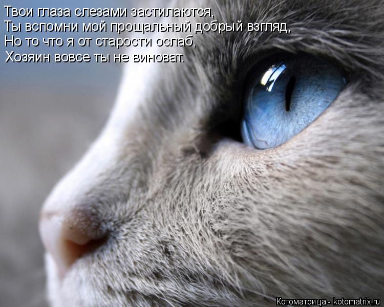 Котоматрица: Твои глаза слезами застилаются, Ты вспомни мой прощальный добрый взгляд, Но то что я от старости ослаб, Хозяин вовсе ты не виноват.