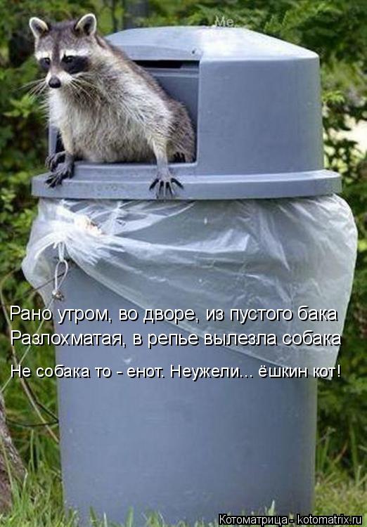 Рано утром, во дворе, из пустого бака Разлохматая, в репье вылезла собака Не собака то - енот. Неужел... Котоматрица: Рано утром, во дворе, из пустого бака Разлохматая, в репье вылезла собака Не собака то - енот. Неужели... ёшкин кот!
