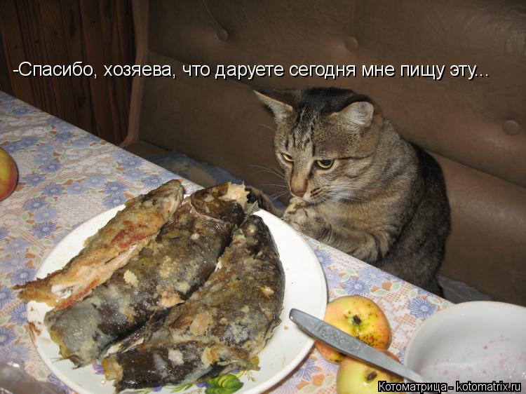 -Спасибо, хозяева, что даруете сегодня мне пищу эту...... Котоматрица: -Спасибо, хозяева, что даруете сегодня мне пищу эту...