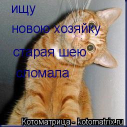Котоматрица: ищу  новою хозяйку  старая шею сломала
