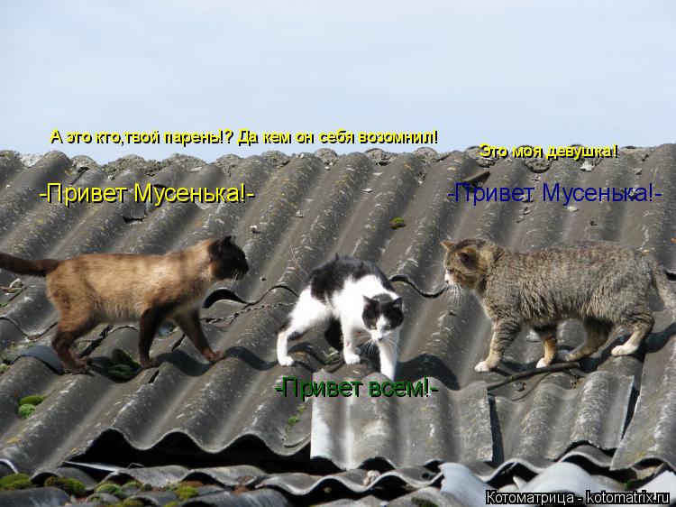 -Привет Мусенька!- -Привет Мусенька!- -Привет всем!- А это кто,твой парень!? Да кем он себя возомнил!... Котоматрица: -Привет Мусенька!- -Привет Мусенька!- -Привет всем!- А это кто,твой парень!? Да кем он себя возомнил! Это моя девушка!