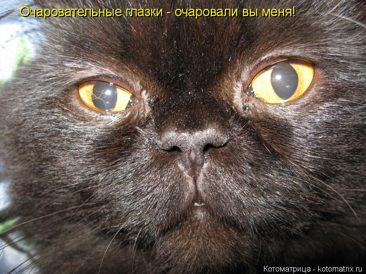 Очаровательные глазки - очаровали вы меня!... Котоматрица: Очаровательные глазки - очаровали вы меня!