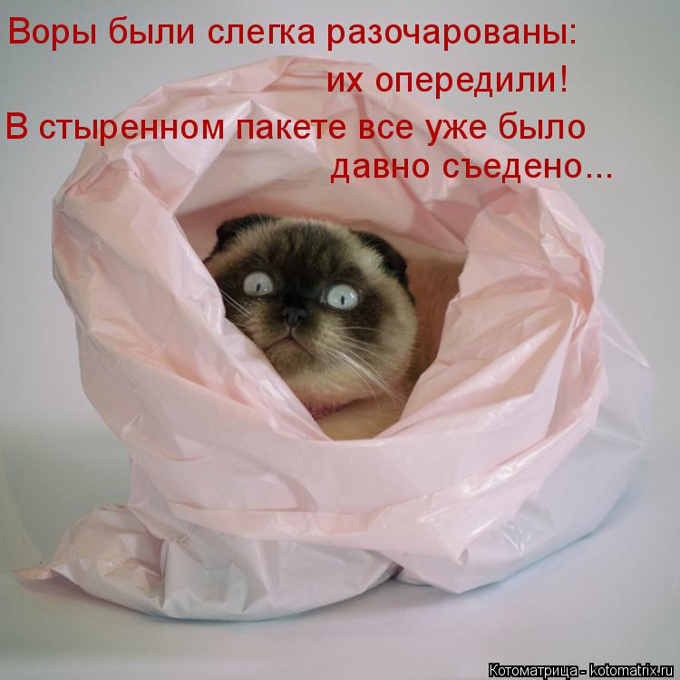 Воры были слегка разочарованы: их опередили! В стыренном пакете все уже было давно съедено...... Котоматрица: Воры были слегка разочарованы: их опередили! В стыренном пакете все уже было давно съедено...
