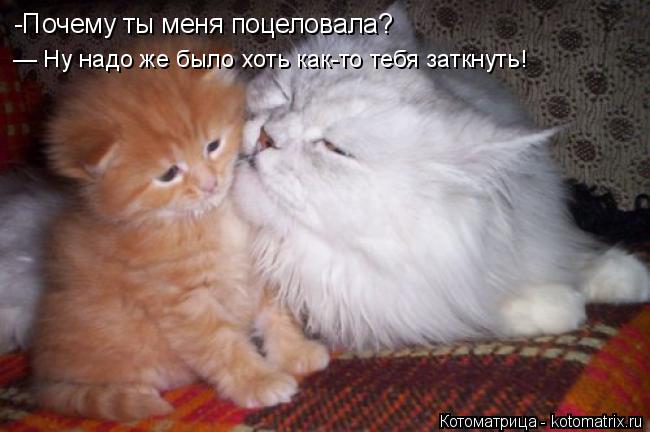 Котоматрица: -Почему ты меня поцеловала? — Ну надо же было хоть как-то тебя заткнуть!