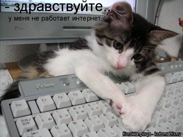 Котоматрица: - здравствуйте..  у меня не работает интернет.