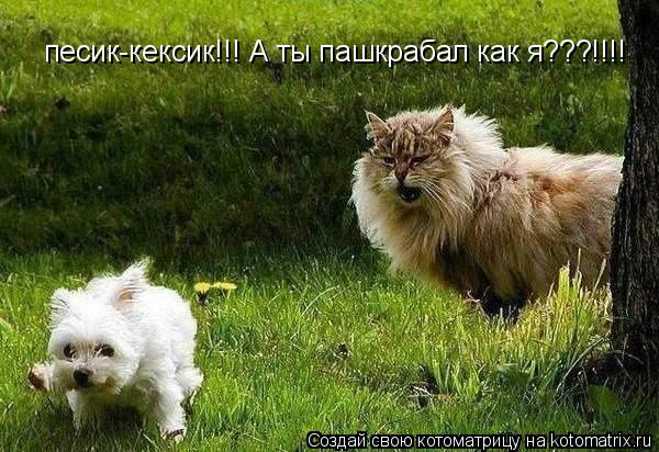песик-кексик!!! А ты пашкрабал как я???!!!!... Котоматрица: песик-кексик!!! А ты пашкрабал как я???!!!!