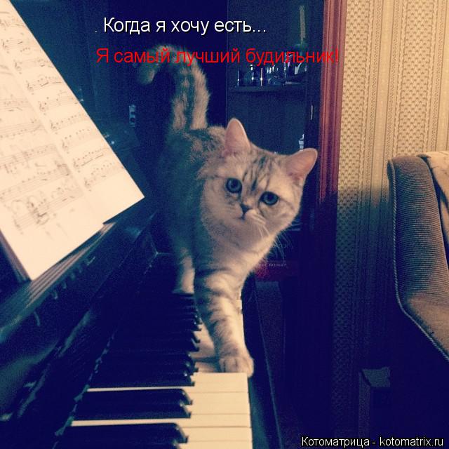 Котоматрица: Когда я хочу есть... Я самый лучший будильник!
