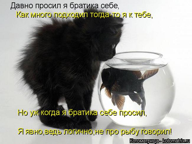 Давно просил я братика себе, Как много подходил тогда-то я к тебе, Но уж когда я братика себе просил,... Котоматрица: Давно просил я братика себе, Как много подходил тогда-то я к тебе, Но уж когда я братика себе просил, Я явно,ведь логично,не про рыбу говорил!