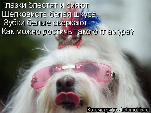 Глазки блестят и сияют Шелковиста белая шкура, Зубки белые сверкают. Как можно достичь такого гламур... Котоматрица: Глазки блестят и сияют Шелковиста белая шкура, Зубки белые сверкают. Как можно достичь такого гламура?
