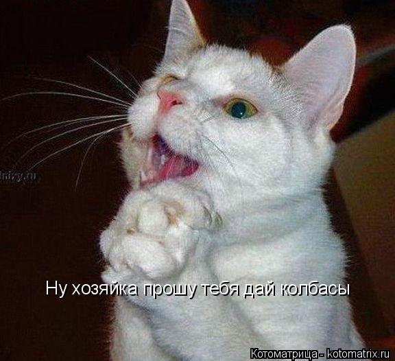 Котоматрица: Ну хозяйка прошу тебя дай колбасы