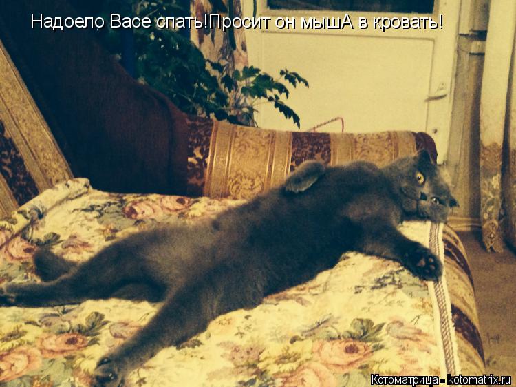 Котоматрица: Надоело Васе спать!Просит он мышА в кровать!