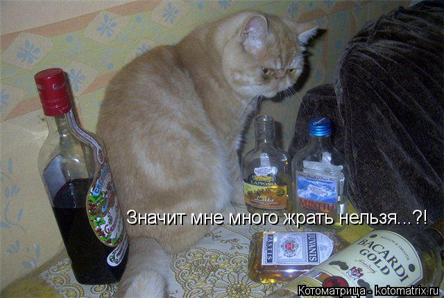 Значит мне много жрать нельзя...?!... Котоматрица: Значит мне много жрать нельзя...?!