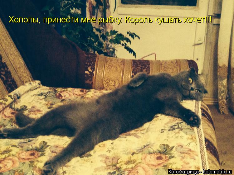 Холопы, принести мне рыбку, Король кушать хочет!!!... Котоматрица: Холопы, принести мне рыбку, Король кушать хочет!!!
