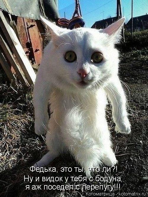 Федька, это ты, что ли?! Ну и видок у тебя с бодуна, я аж поседел с перепугу!!!... Котоматрица: Федька, это ты, что ли?! Ну и видок у тебя с бодуна, я аж поседел с перепугу!!!
