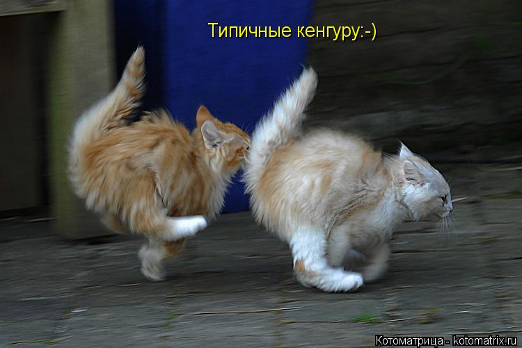 Котоматрица: Типичные кенгуру:-)
