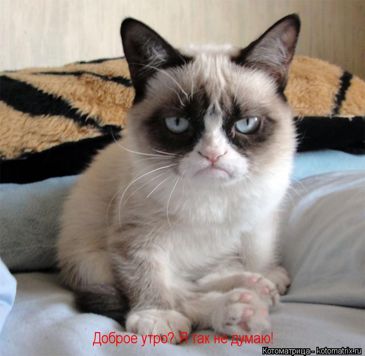 Доброе утро? Я так не думаю!... Котоматрица: Доброе утро? Я так не думаю!