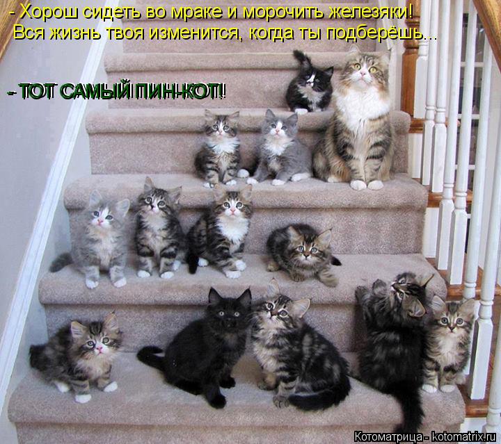 - ТОТ САМЫЙ ПИН-КОТ! - ТОТ САМЫЙ ПИН-КОТ! - Хорош сидеть во мраке и морочить железяки! Вся жизнь тво... Котоматрица: - ТОТ САМЫЙ ПИН-КОТ! - ТОТ САМЫЙ ПИН-КОТ! - Хорош сидеть во мраке и морочить железяки! Вся жизнь твоя изменится, когда ты подберёшь... - ТОТ САМЫЙ