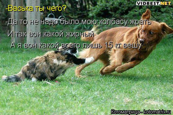 Котоматрица: -Васька ты чего? -Да то не надо было мою колбасу жрать И так вон какой жирный А я вон какой всего лишь 15 кг вешу