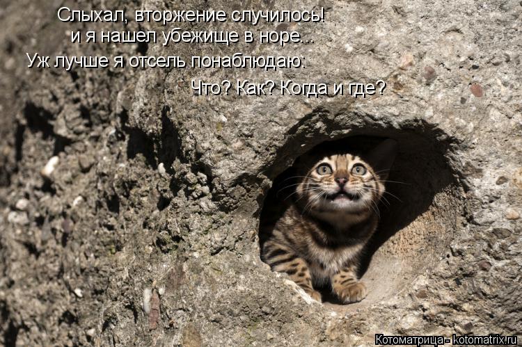 Слыхал, вторжение случилось! и я нашел убежище в норе... Уж лучше я отсель понаблюдаю: Что? Как? Когд... Котоматрица: Слыхал, вторжение случилось! и я нашел убежище в норе... Уж лучше я отсель понаблюдаю: Что? Как? Когда и где?