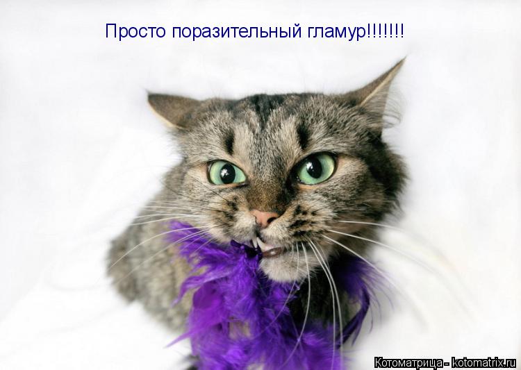 Котоматрица: Просто поразительный гламур!!!!!!!